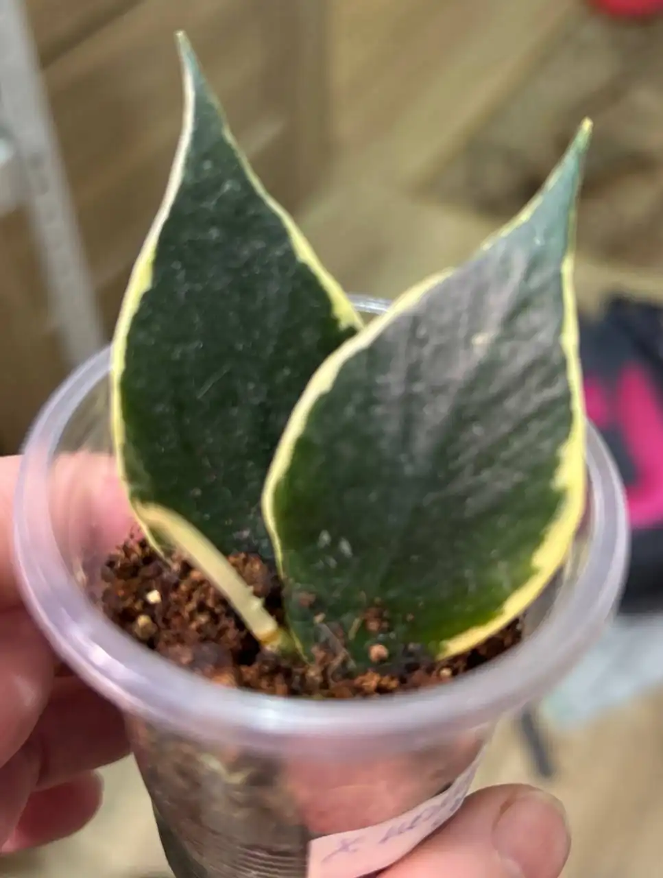 Хойя Полинейра Альба