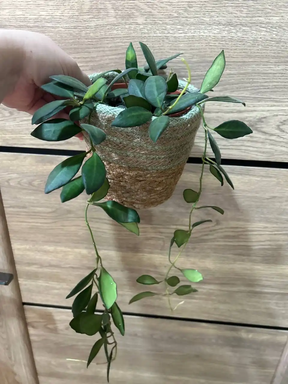 Хойя буртония вариегатная