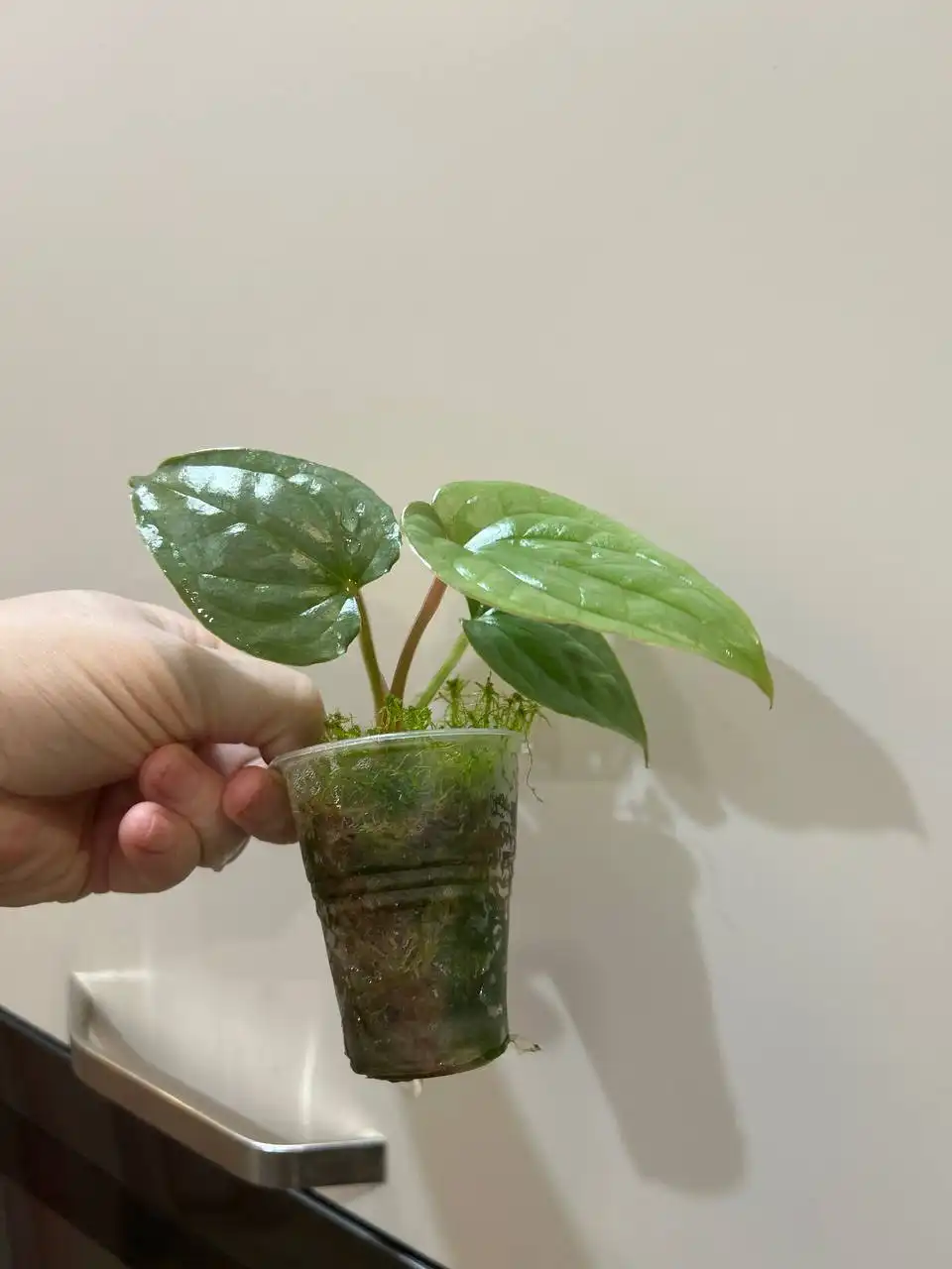 Антуриум комнатное растение