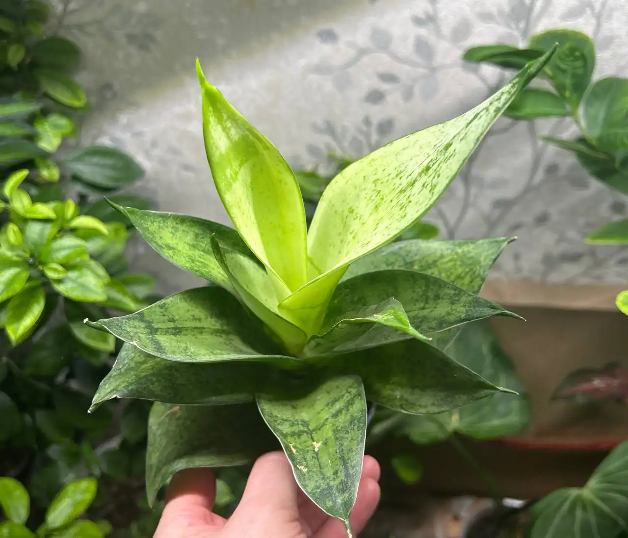 Продажа комнатных растений Санса фрозен и солнечный