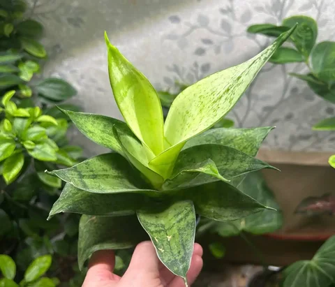 Продажа комнатных растений Санса фрозен и солнечный - частное объявление в Красноярск