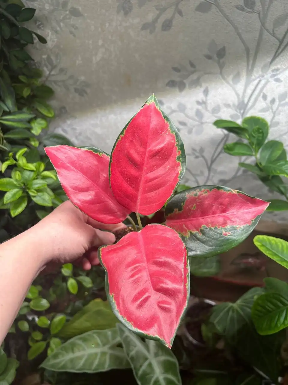 Аглаонема империал ред