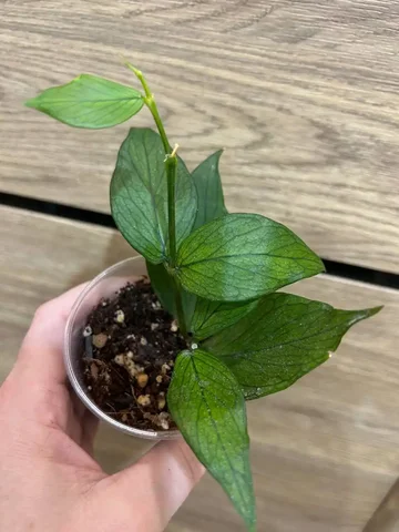 Хойя Полинейра - частное объявление в Красноярск