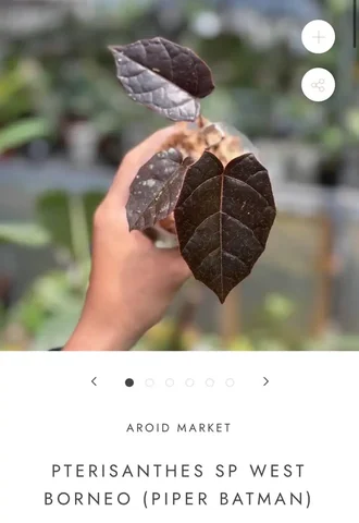 Поиск комнатного растения - Хобби и отдых в Красноярск