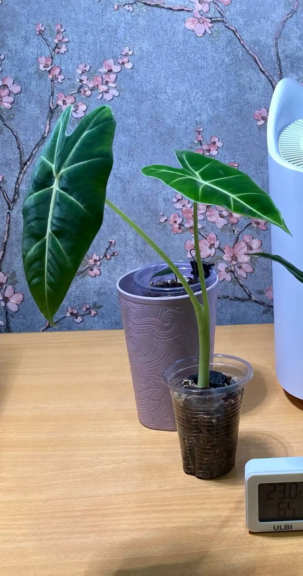 Помощь с комнатным растением фрайдек