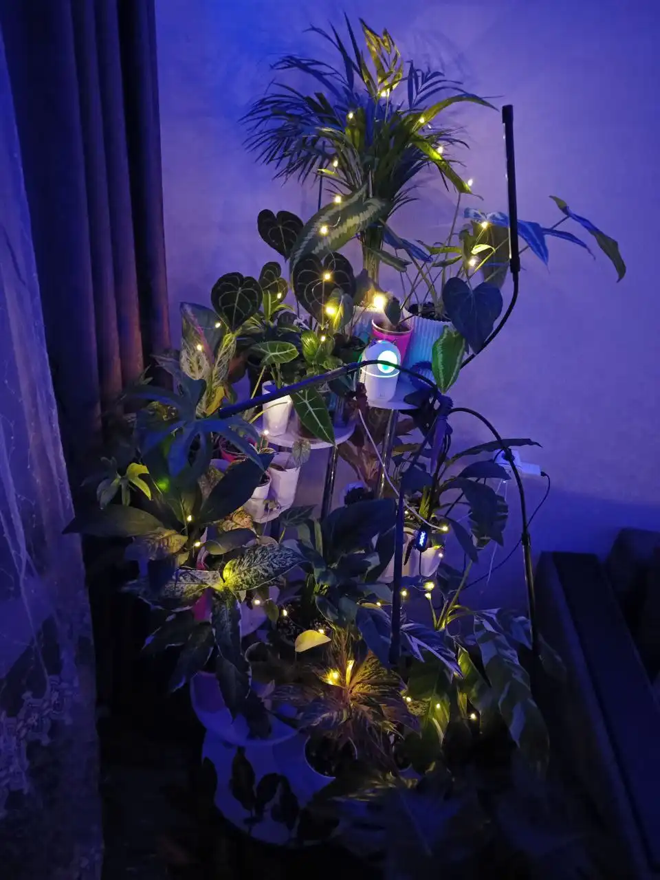 Комнатные растения в Красноярске