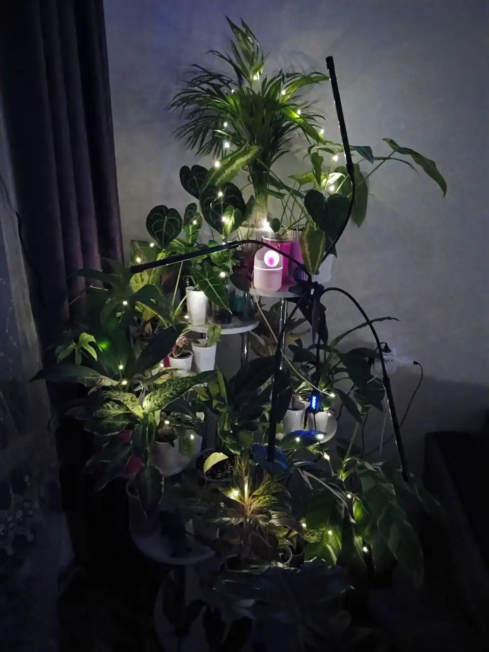 Комнатные растения в Красноярске