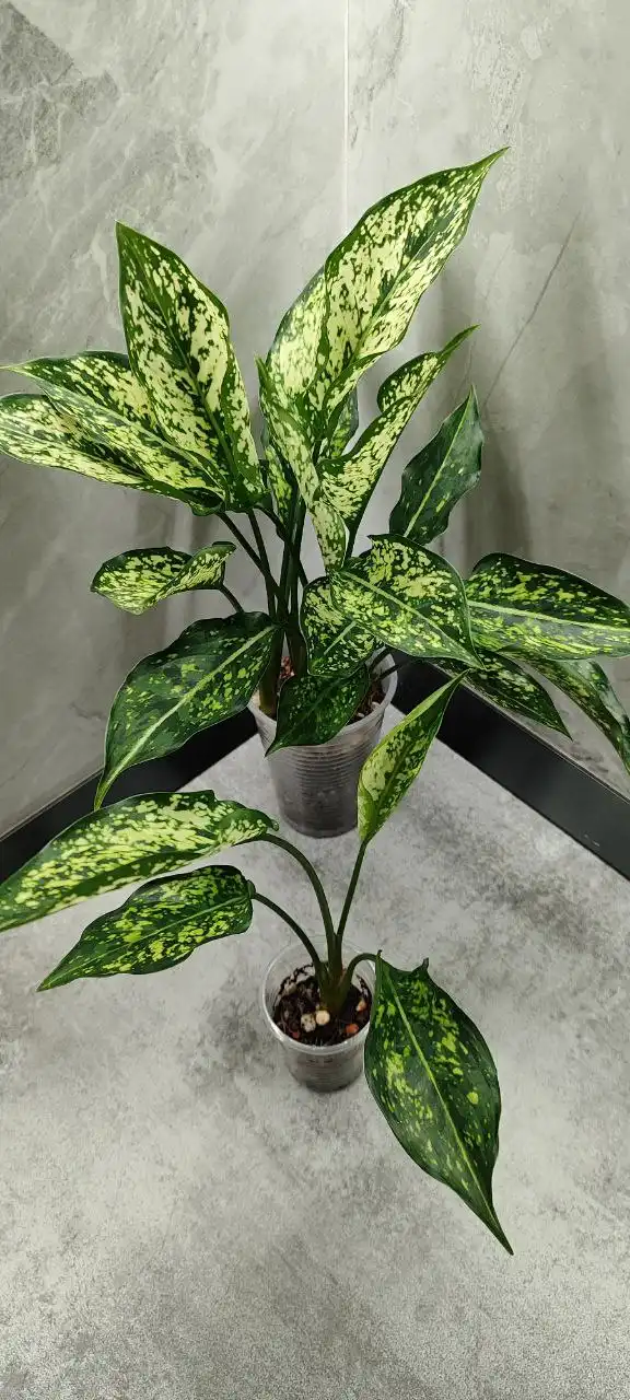 Продажа деток аглаонемы