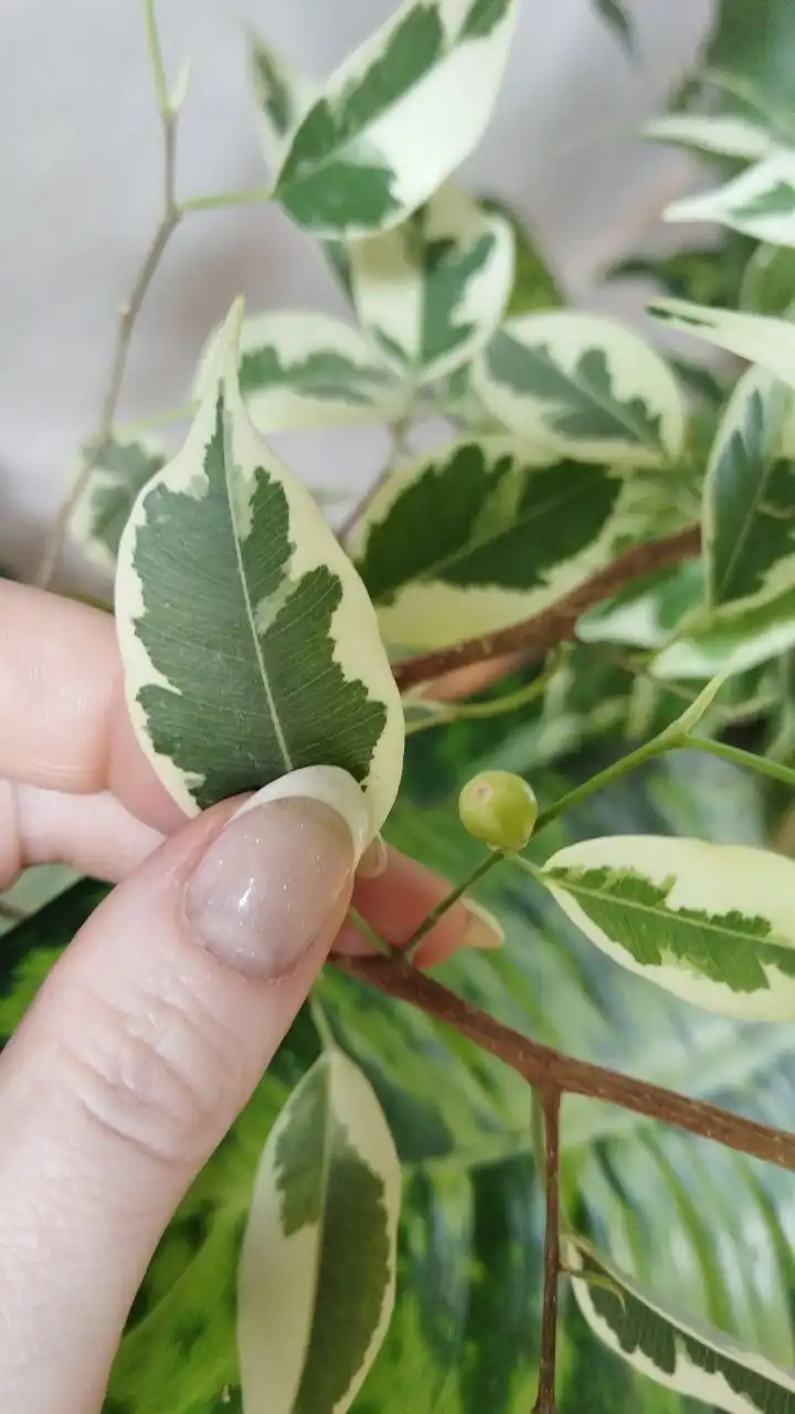 Обнаружены насекомые на фикусе