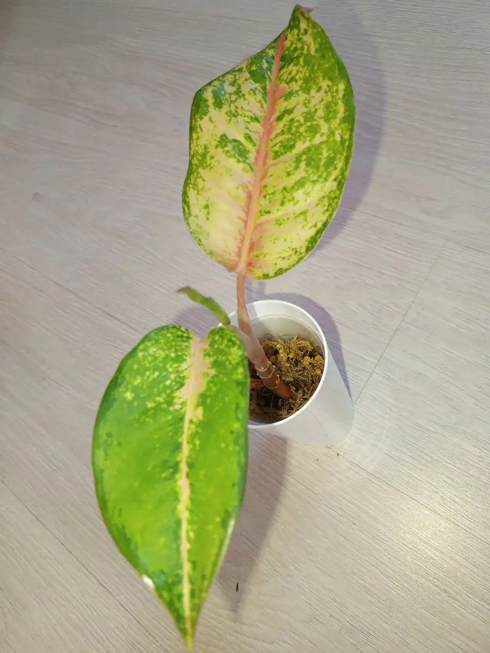 Продам Frozen black - Растения (Хобби и отдых) в Красноярск