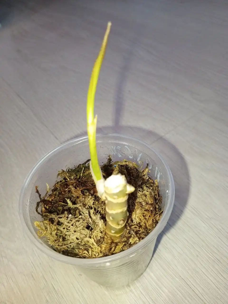 Продам Камлай Тонг - Тропические растения (Комнатные растения) в Красноярск