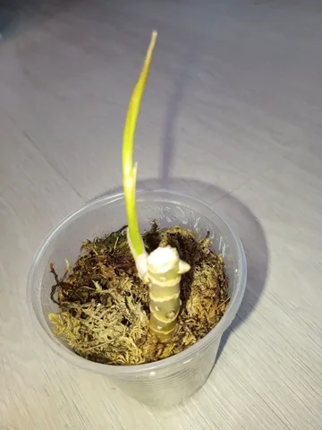 Продам Камлай Тонг - частное объявление в Красноярск