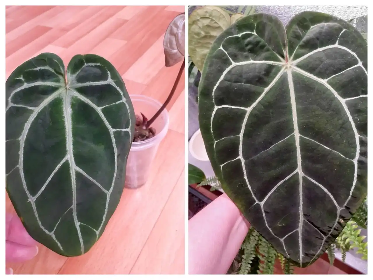 Антуриум Кристаллинум - Комнатные растения (Хобби и отдых) в Красноярск