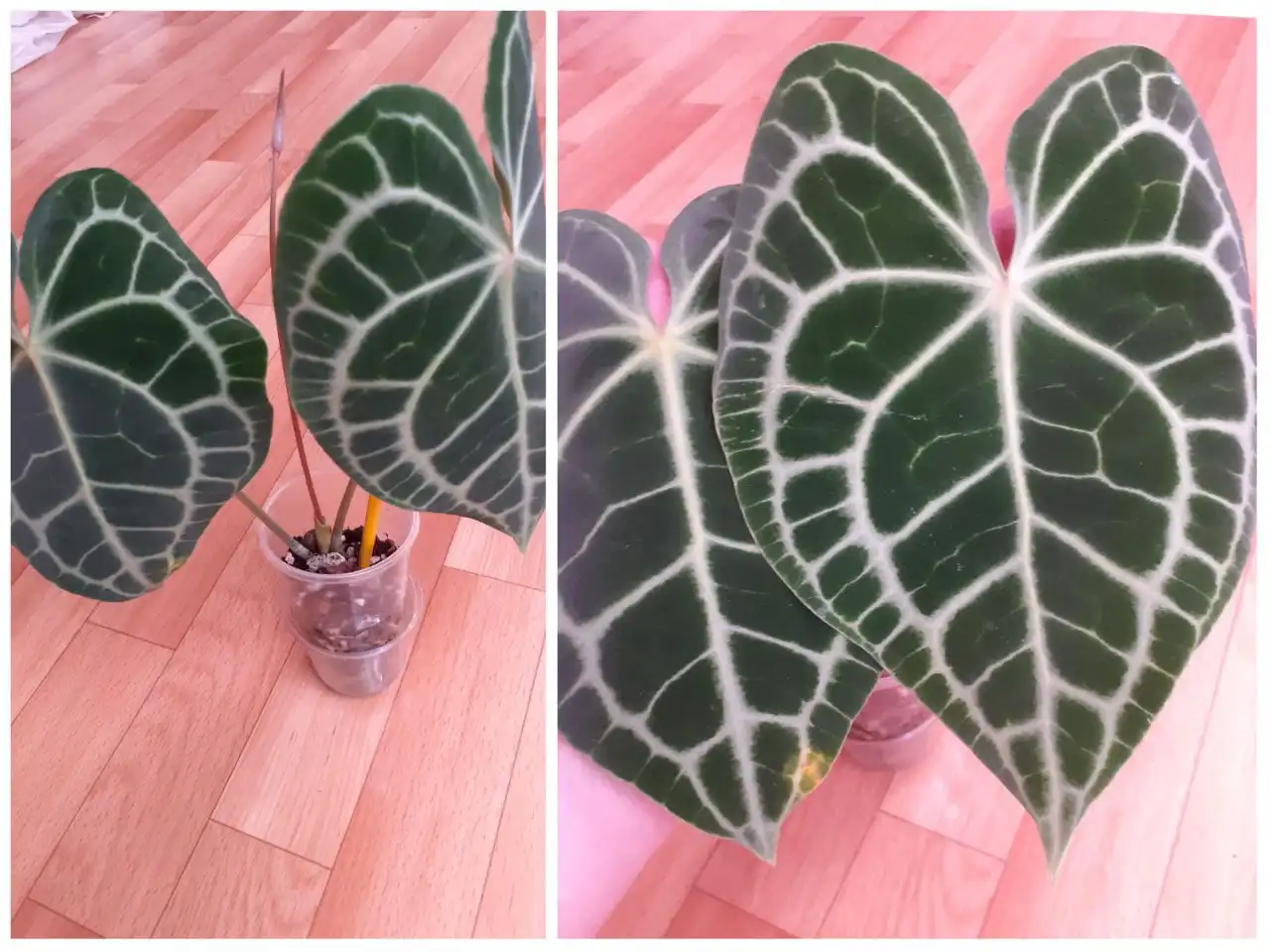 Антуриум Кларинервиум - Комнатные растения (Хобби и отдых) в Красноярск