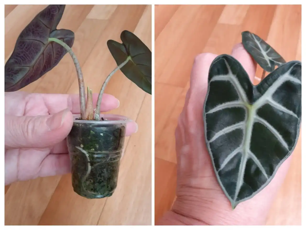 Алоказия Воздушное сердце - Комнатные растения (Хобби и отдых) в Красноярск