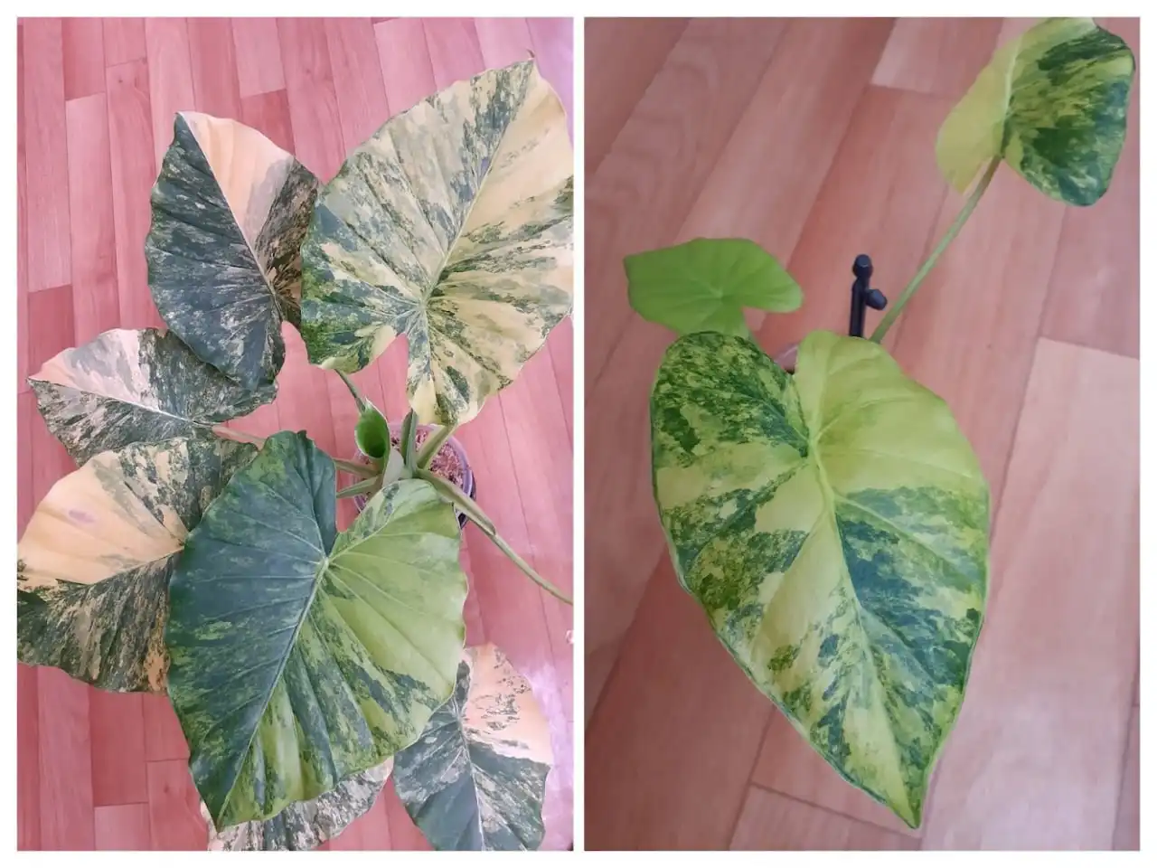 Алоказия Гагеана детка - Комнатные растения (Хобби и отдых) в Красноярск