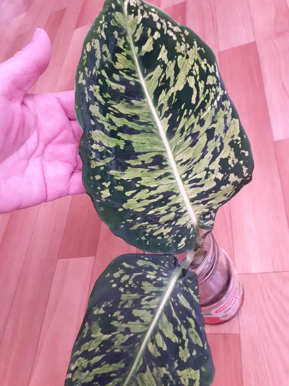 Диффенбахия Рефлектор - Комнатные растения (Хобби и отдых) в Красноярск