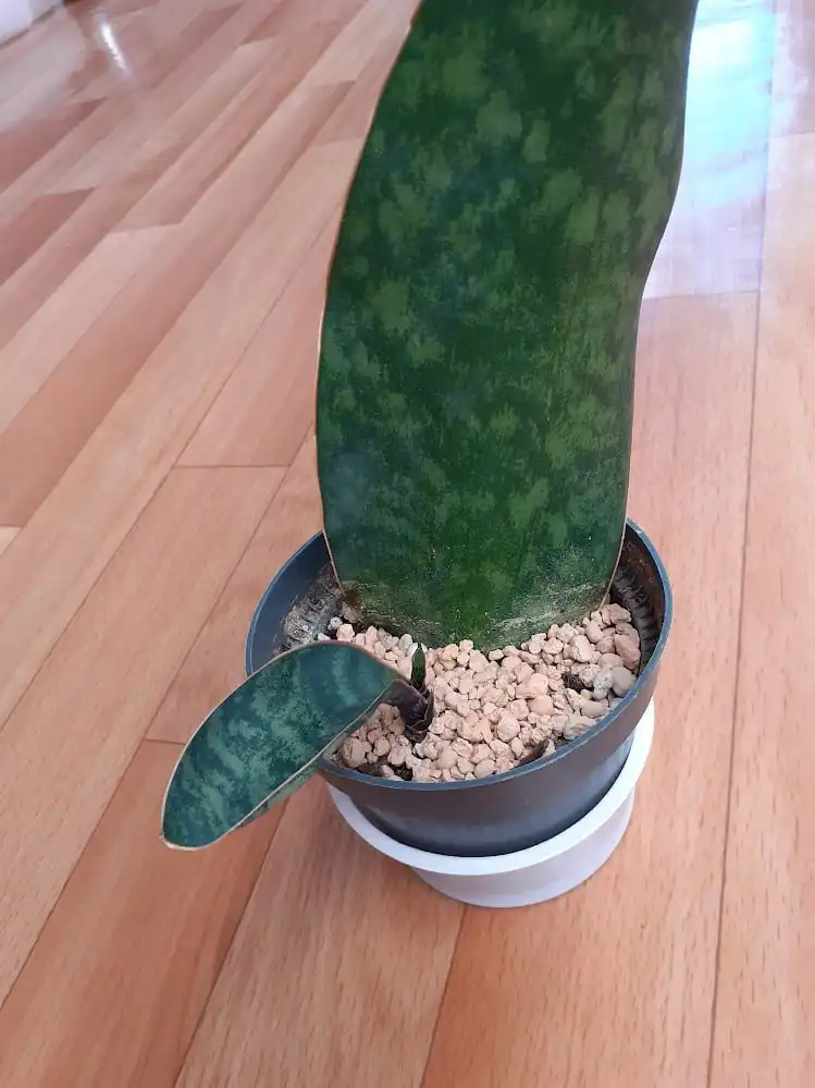 Сансевиерия Массониана Виктория - Комнатные растения (Хобби и отдых) в Красноярск