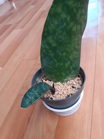 Сансевиерия Массониана Виктория - Комнатные растения в Красноярск