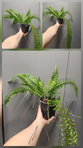 Нефролепис в активном росте - Для дома и дачи в Красноярск