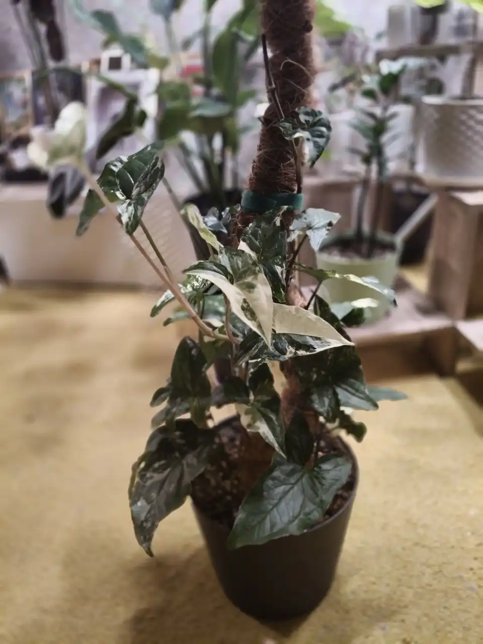 Сингонии Империал Вайт, несколько отростков в горшке