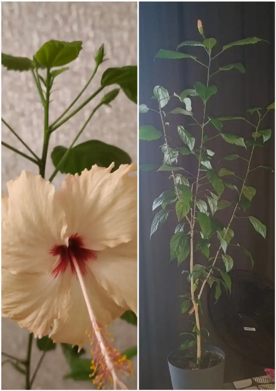 Гибискус взрослое растение