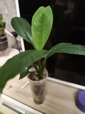 Продам спатифиллум Сенсация 1700 - частное объявление в Красноярск