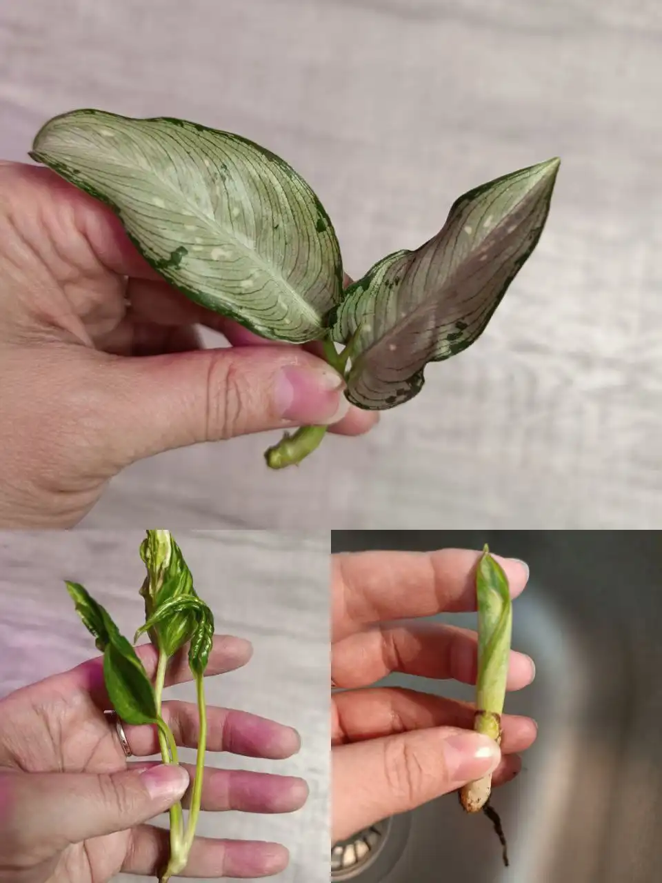 Черенки комнатных растений