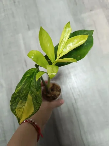 Замиокулькас для продажи - Комнатные растения в Красноярск