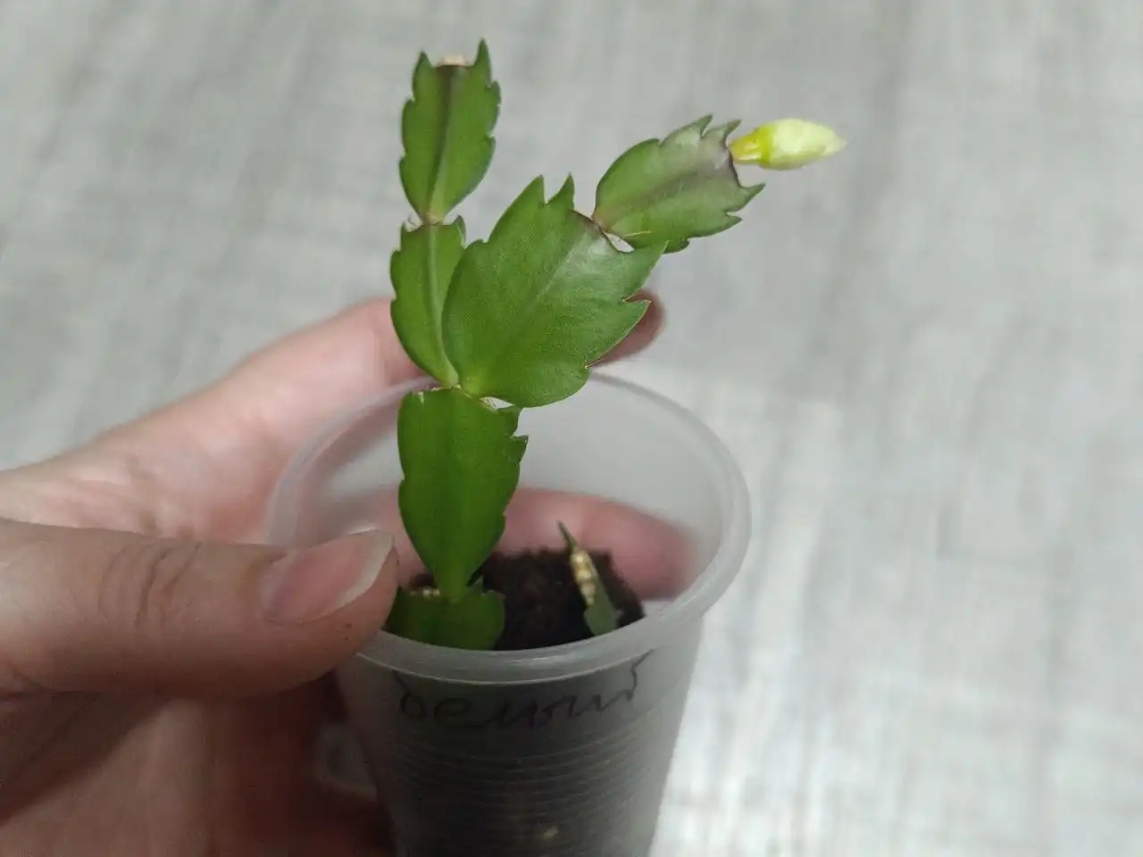 Шлюмбергера белая - Комнатные растения (Хобби и отдых) в Красноярск