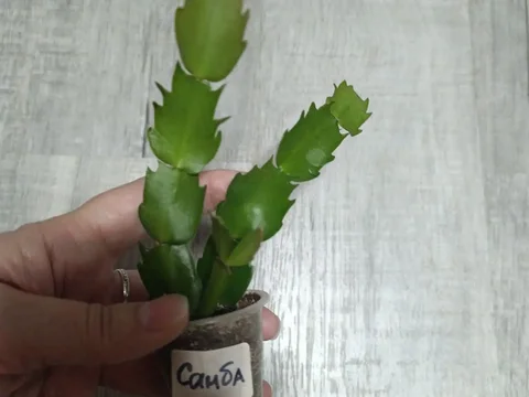 Шлюмбергера самба Бразил - Комнатные растения в Красноярск