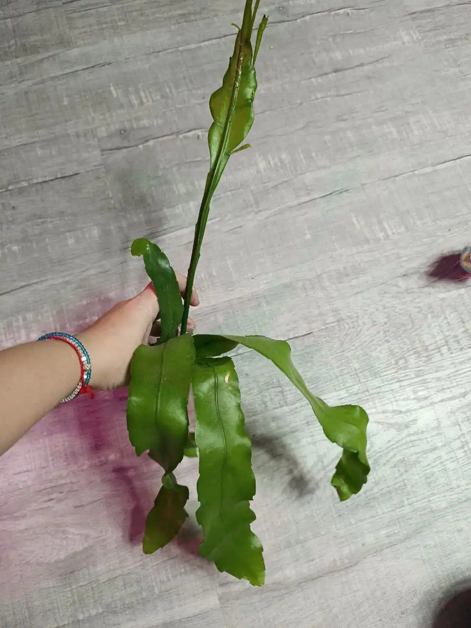 Эпифиллум белый царица ночи - Комнатные растения (Хобби и отдых) в Красноярск