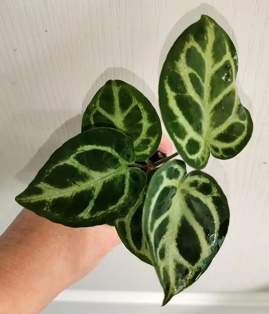 Антуриум Сильвер Блаш домашняя детка - Комнатные растения в Красноярск