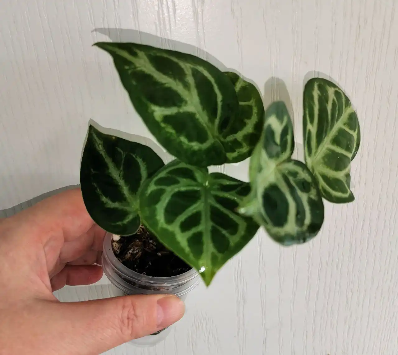 Антуриум Сильвер Блаш домашняя детка - Комнатные растения (Хобби и отдых) в Красноярск