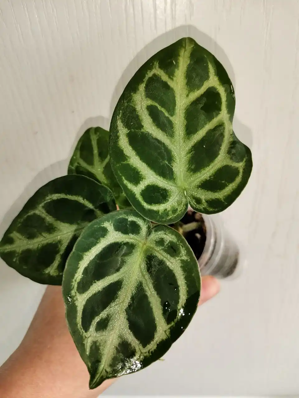 Антуриум Сильвер Блаш домашняя детка - Комнатные растения (Хобби и отдых) в Красноярск
