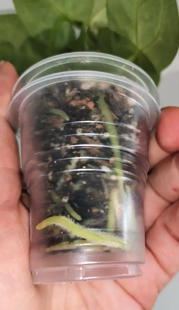 Антуриум Сильвер Блаш домашняя детка - Комнатные растения (Хобби и отдых) в Красноярск