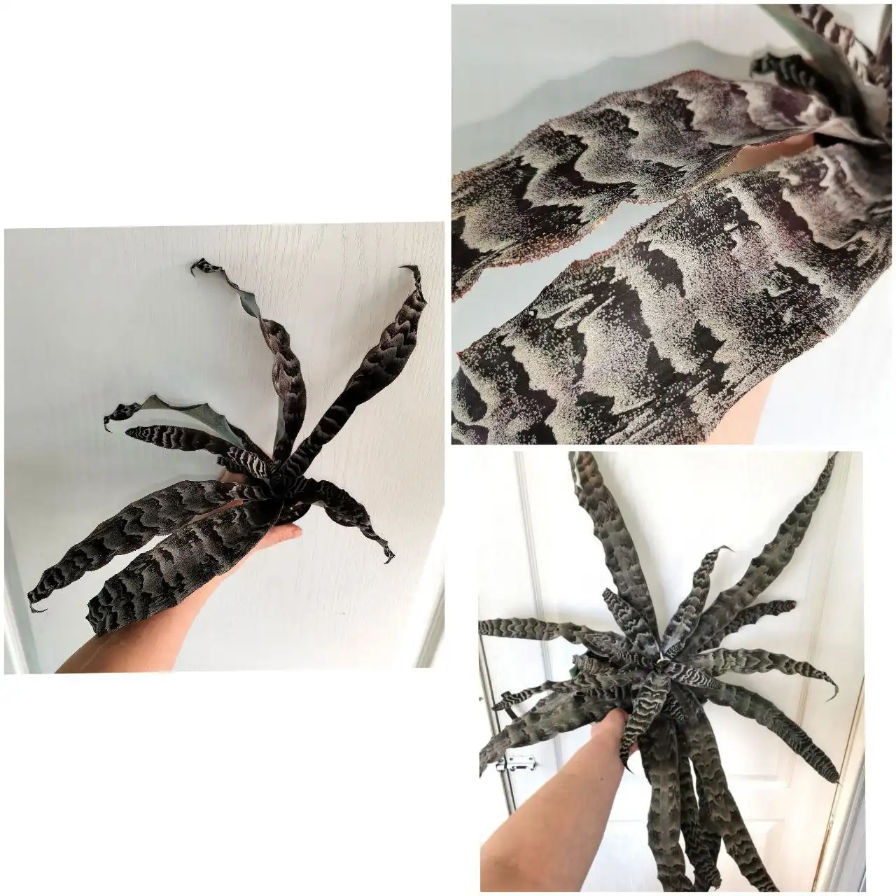 Криптантус Зонатус домашний - Комнатные растения (Хобби и отдых) в Красноярск