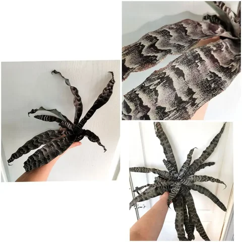 Криптантус Зонатус домашний - Комнатные растения в Красноярск