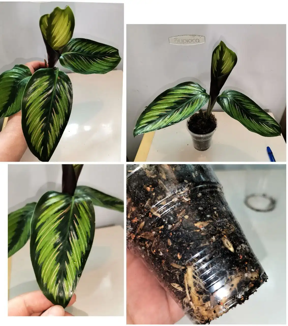 Калатея Пинстрайп в стакане 100мл - Комнатные растения (Хобби и отдых) в Красноярск