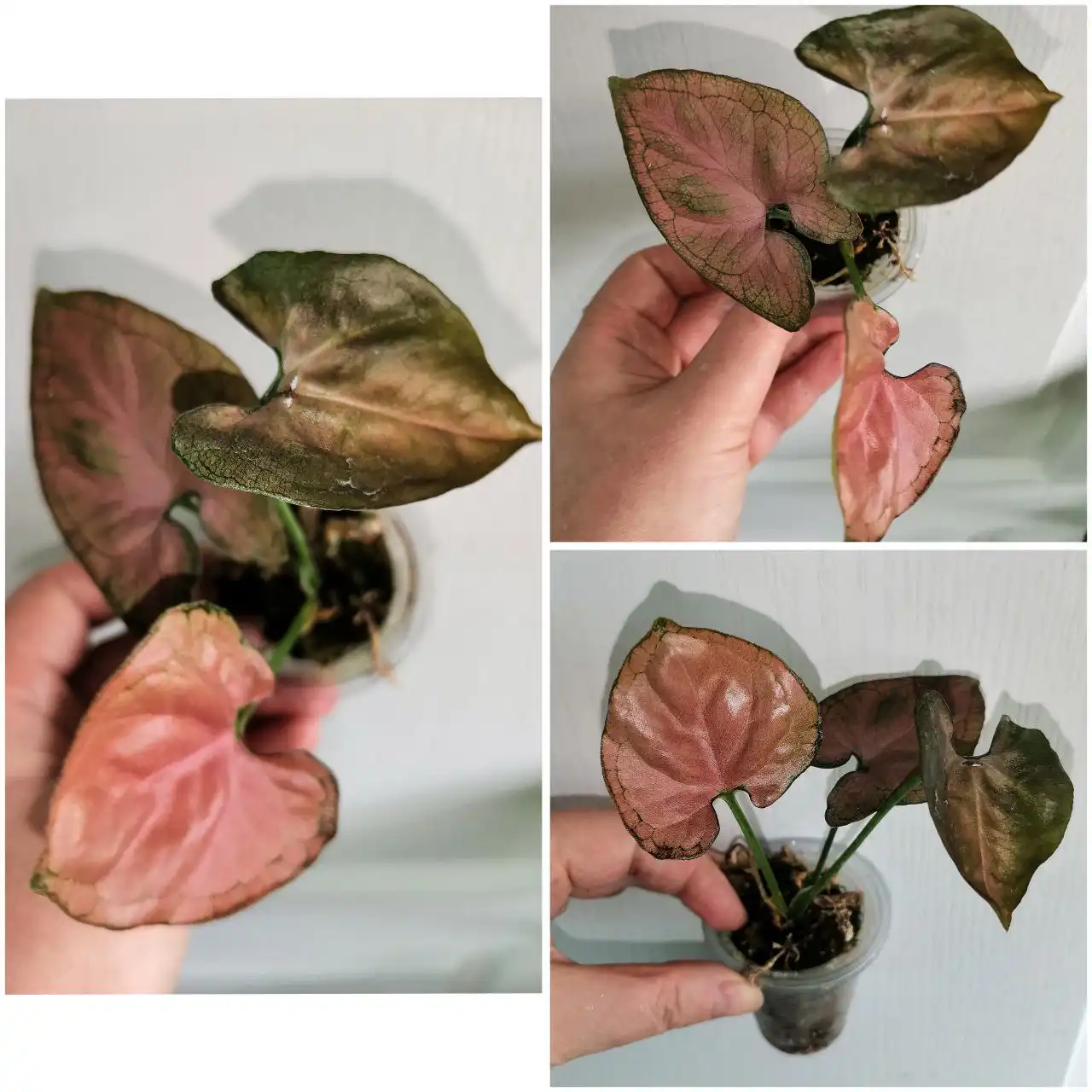 Сингониум Орм наг - Комнатные растения (Хобби и отдых) в Красноярск