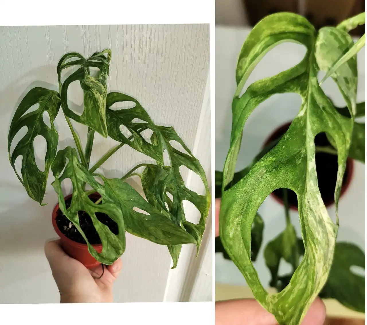 Продам Монстеру Индо минт в Красноярске