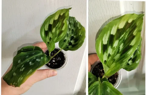 Кемпферия Элеганс в Красноярске - Комнатные растения в Красноярск