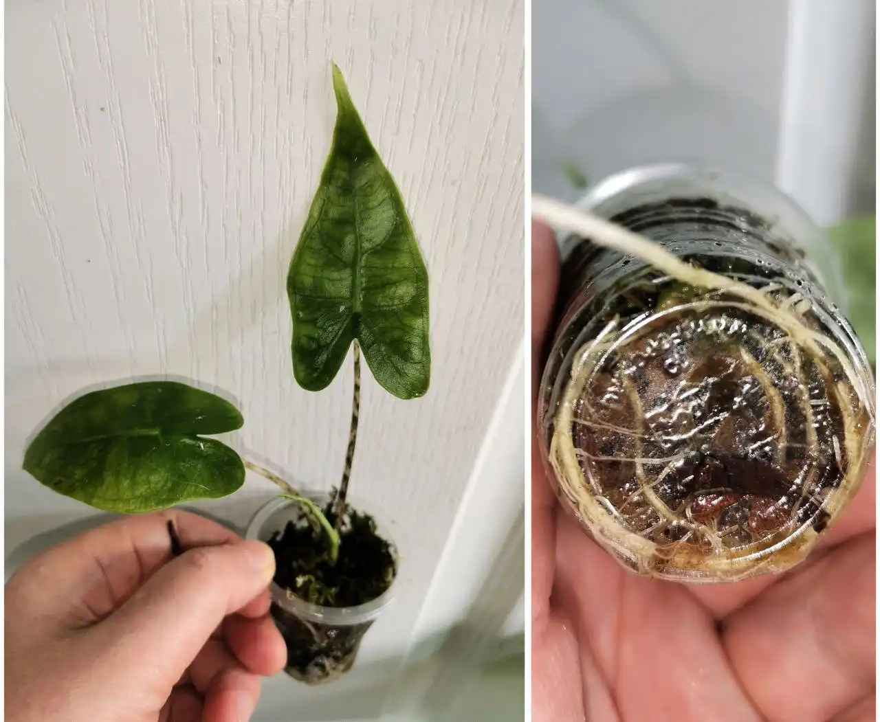 Алоказия Ретикулата детка в стакане 50мл - Комнатные растения (Хобби и отдых) в Красноярск