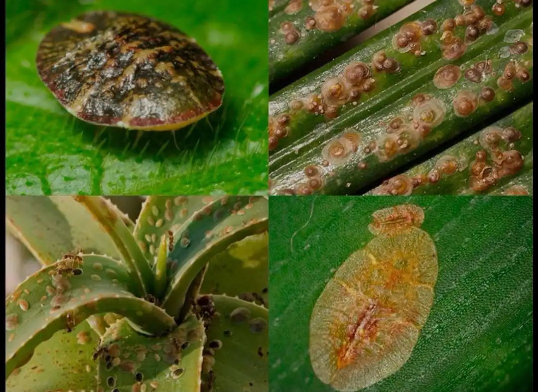 Продажа инсектицидов и инсектоакарицидов от щитовки - Комнатные растения (Хобби и отдых) в Красноярск