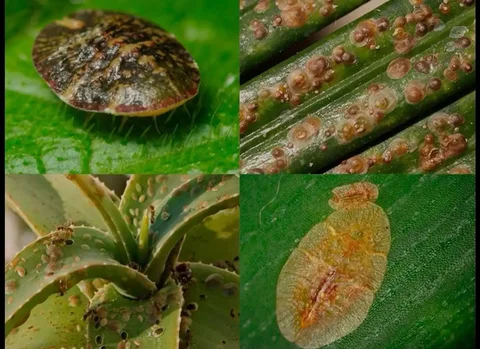 Продажа инсектицидов и инсектоакарицидов от щитовки - Комнатные растения в Красноярск