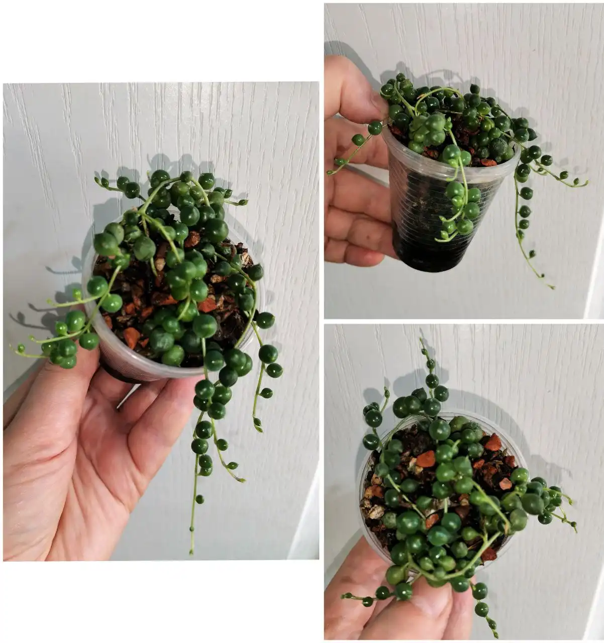 Крестовник Роули в стакане 100мл - Комнатные растения (Хобби и отдых) в Красноярск