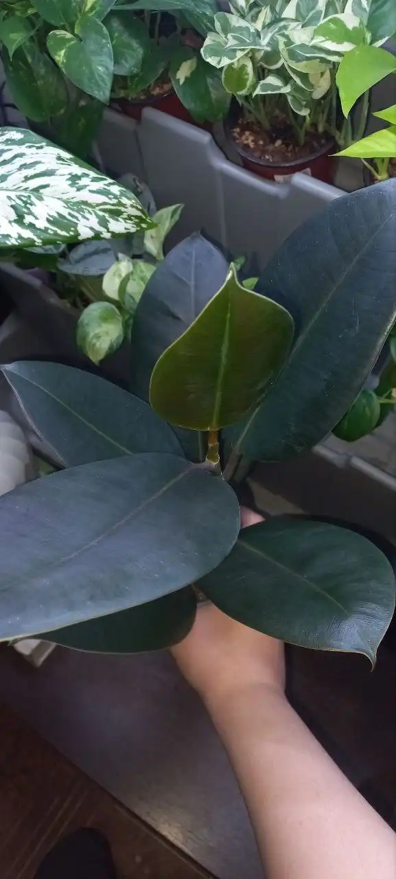 Фикус абиджан - обмен на другое растение