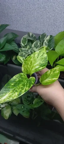 Эпипремнум золотистый комнатное растение - Комнатные растения в Красноярск