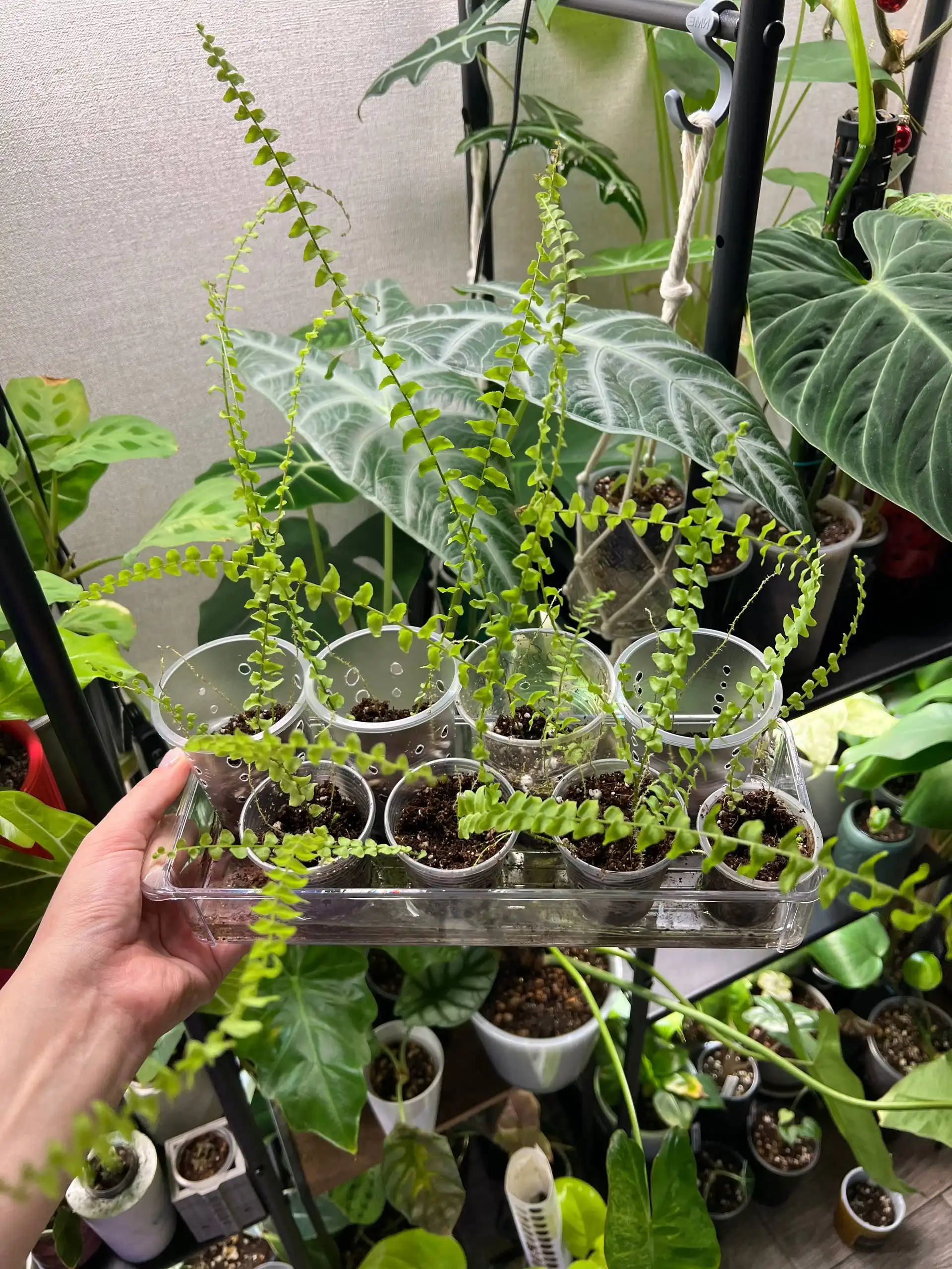 Продажа деток Нефролеписа - Комнатные растения (Хобби и отдых) в Красноярск