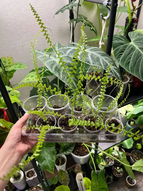 Продажа деток Нефролеписа - Комнатные растения в Красноярск